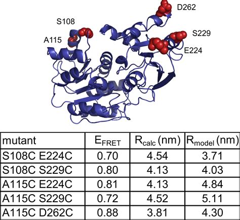 Cooperative Binding Of Atp And Rna Induces A Closed Conformation In A