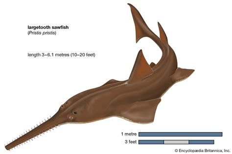 Quick Answer How Much Pound Is The Small Tooth Saw Fish