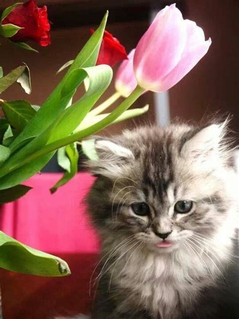 Pin By Emi Lika Cat Urasoe On F Flower End Cats