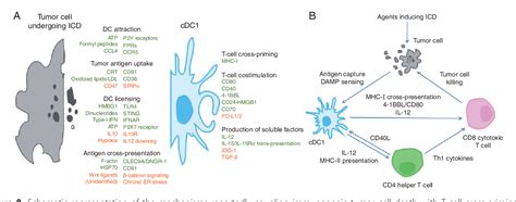 Cross Presentation Immunology