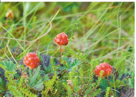MY POSTCARD-PAGE: FINLAND ~Cloudberries~