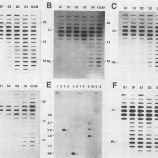 Localization Of X Chromosome Alpha Satellite DNA By Fluorescence In