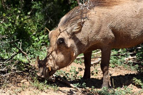 Bushpig — Stock Photo © Rickjvr101 #4777221