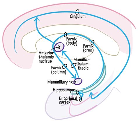 Lecture 22 - Plasticity of mature synapses: learning and memory Flashcards | Quizlet