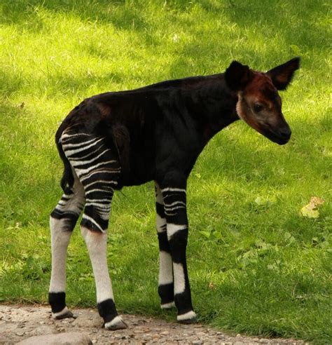 Cute Okapi Baby