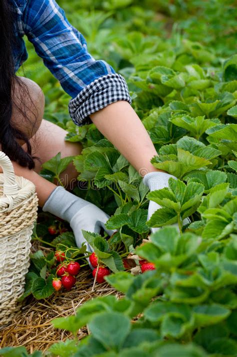 Man Spraying Strawberry Plant Stock Image Image Of Holding 4050 26818753