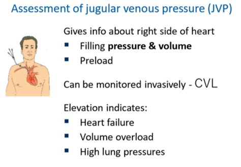 Cardiovascular Assessment Flashcards Quizlet