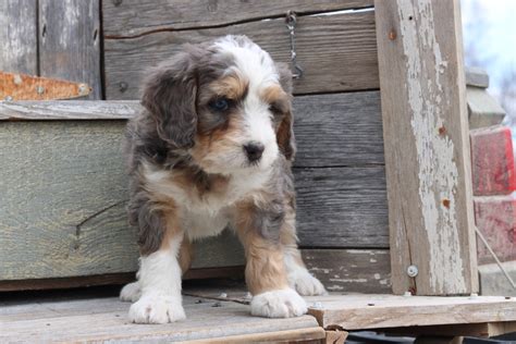 Female Merle Bernedoodle