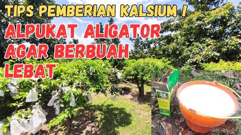 TIPS PEMBERIAN KALSIUM PADA ALPUKAT ALIGATOR AGAR BERBUAH LEBAT YouTube