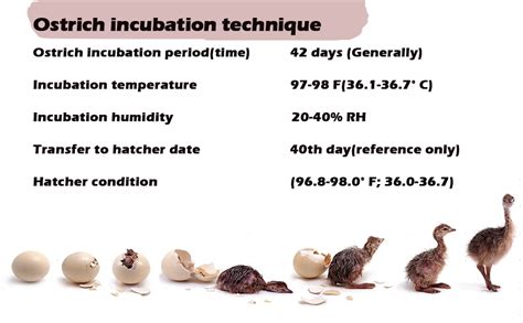 WOJIM 120 Ostrich Egg Incubator Automatic Computer Control Egg