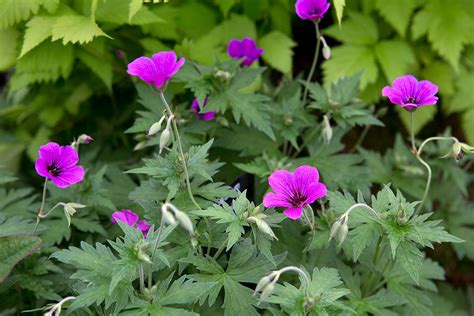 Geranium Verzorgen Snoeien En Vermeerderen Gardeners World