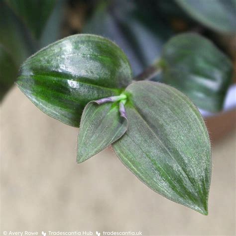 Photo Of The Leaves Of Tradescantia Zebrina Purpusii Posted By