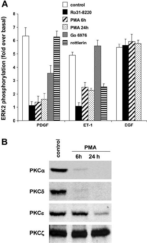 Effect Of Pkc Inhibition On Erk Activation A Cells Were Incubated