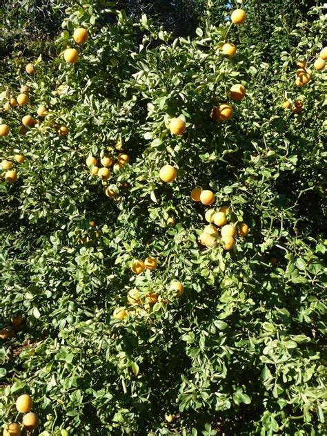 Poncirus Trifoliata Flying Dragon Flying Dragon Trifoliate Orange Std