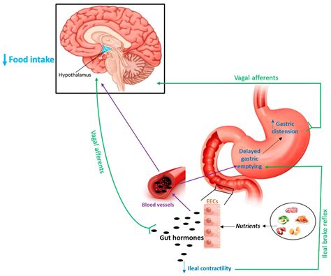 Glp Regulates Appetite By Influencing Gut Brain Communication And