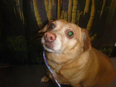 Chiweenie dog for Adoption in Henderson, NV. ADN-825137 on PuppyFinder.com Gender: Female. Age ...