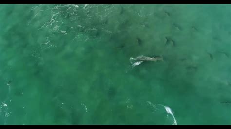 Fau Study Shows Blacktip Sharks Use Shallow Water For Safety