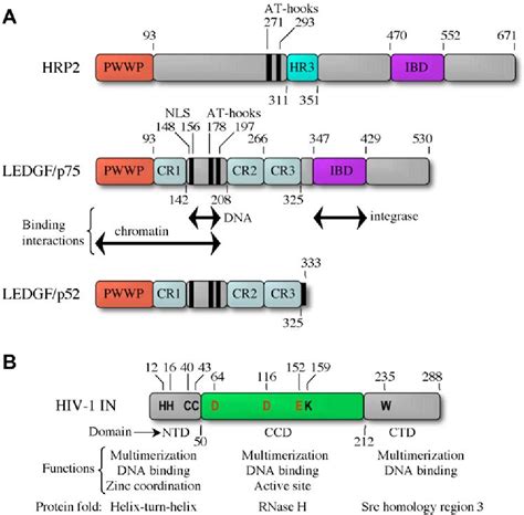 Figure 2 From The Lentiviral Integrase Binding Protein Ledgfp75 And