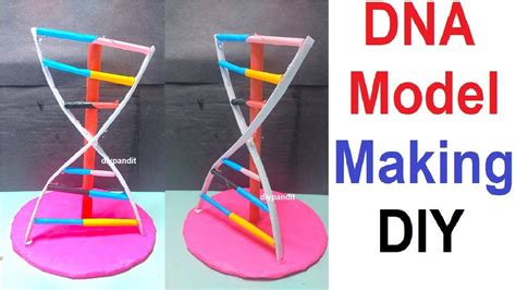 Dna Model Making Using Cardboard And Paper Simple And Easy Science