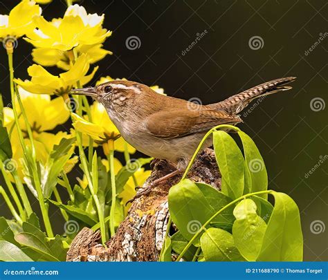 Carolina Wren Poses On Tree Limb Stock Photo Image Of Feet Claw