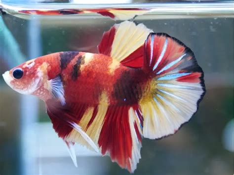 Healthy Betta Fish Vs Unhealthy 8 Ways To Tell If A Betta Fish Is Sick