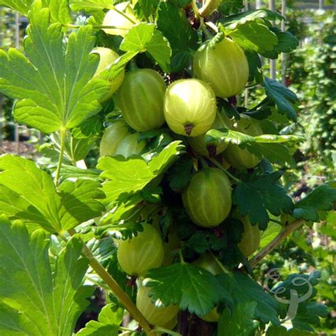 A Gooseberry Bush is a Fathers Day gift that dad will love growing ...