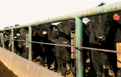 U S Livestock Fund Selling Extends Cme Live Cattle Futures Losses