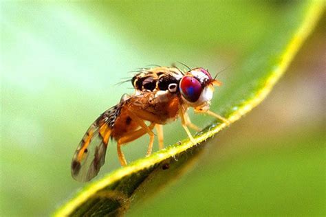 Mosca Das Frutas Como Controlar Essa Praga Na Fruticultura