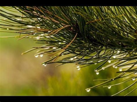 Pluie La Campagne Temps Parfait Pour Dormir Ou Se Pr Lasser