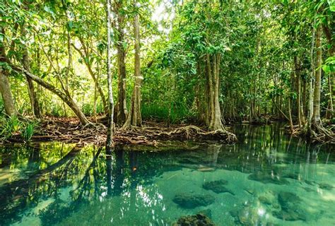 Manglar Qué es fauna y tipos de manglares OVACEN