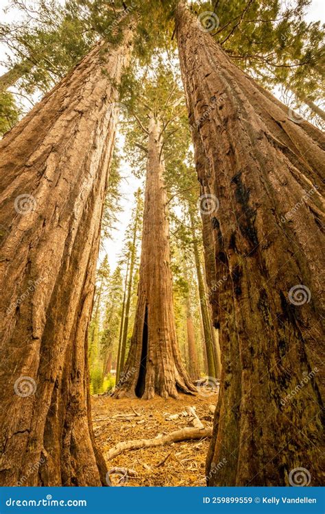 Sequoia Trees Grouped Together To Reach For The Sky Stock Image Image