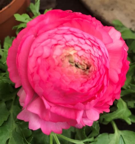 Ranunculus Rose Stunning Double Flowers Greenhouse Or Gardens