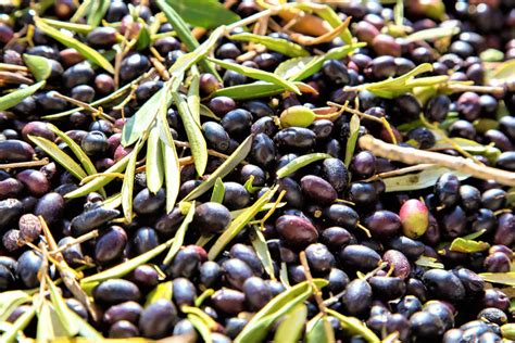 Puglia I Predoni Delle Olive Furti Nel Periodo Della Raccolta