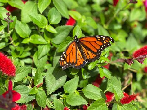 A Field Trip To Butterfly Farms In Encinitas Socal Field Trips