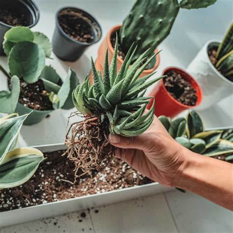 How To Repot A Cactus Without Getting Hurt HRC