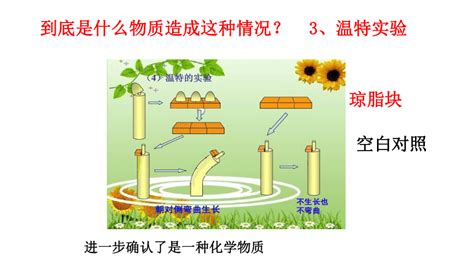 第1节 植物生命活动的调节（课件 14张ppt） 21世纪教育网