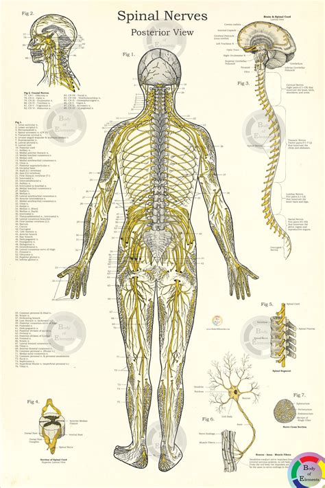 Spinal Nerves Anatomy