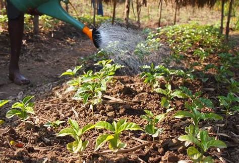 Cara Pembibitan Kopi Robusta Dengan Metode Vegetatif Kopikita