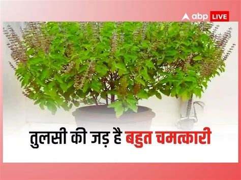 Tulsi Plant Puja And Upay Do These Effective Remedy Of Tulsi Root Will