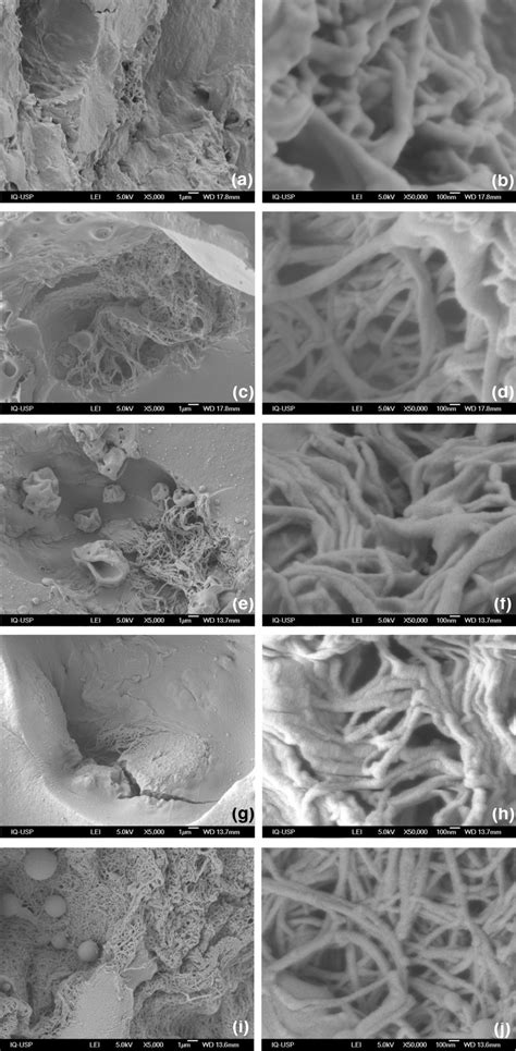 Sem Micrographs Of Cpst4 A B Cpst5 C D Cpst6 E F Cpst7 G Download Scientific