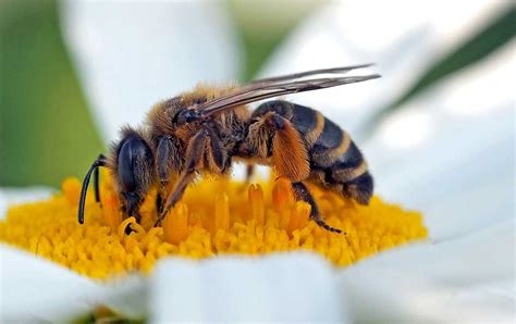 Fleißiges Bienchen Radio Summernight