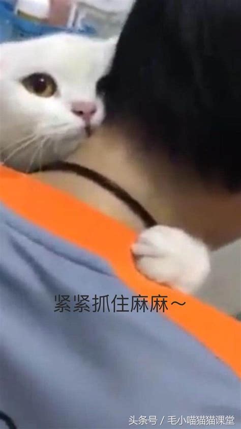 主人你曾说过我是你最疼爱的猫猫，你怎么舍得我去洗澡呢！哭唧唧 每日头条