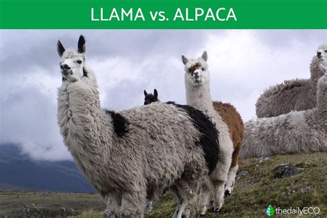 Alpacas And Llamas Differences