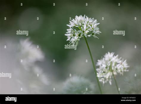 Flowers Of Wild Garlic Ramsons Allium Ursinum Peak District