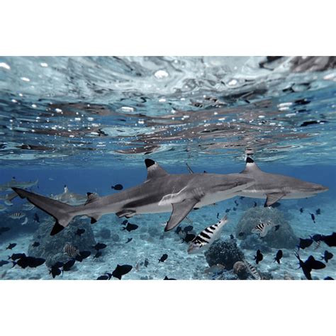 Highland Dunes Shark Reflections By Christopher Marin Wayfair