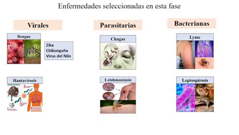 Cu Les Son Las Enfermedades Temporales