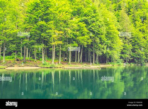 Beautiful trees, lake reflection, tranquil nature. Forest and mountain ...