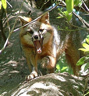 Gray fox Facts for Kids