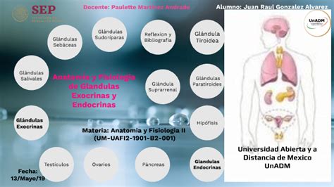 Glándulas Exocrinas y Endocrinas GEE AFI2 U3 JRGA by Juan Raul Gonzalez