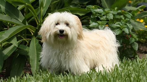 Havanese Dog Info Temperament Puppies Pictures